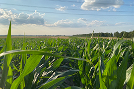Высокопродуктивные, или стабильные? ВНИС предлагает гибриды кукурузы под любые потребности